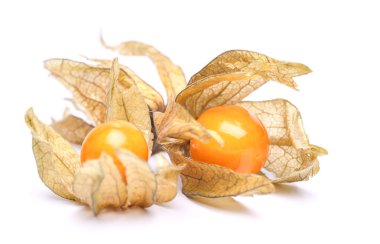 Physalis