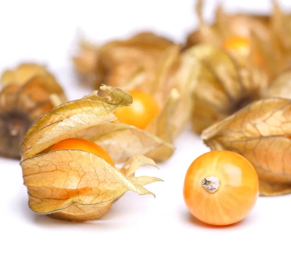 Physalis — Stock fotografie