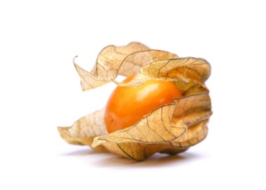 Physalis