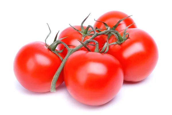 Branch of tomatoes — Stock Photo, Image