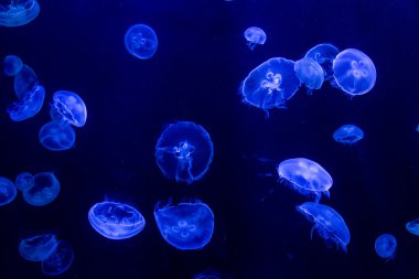 Denizanası koyu mavi su