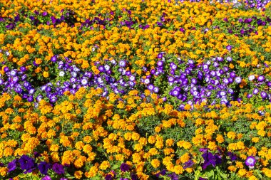 Bahçedeki petunya çiçekleri