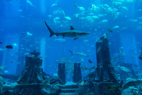 Большой аквариум в отеле Atlantis в Дубае — стоковое фото