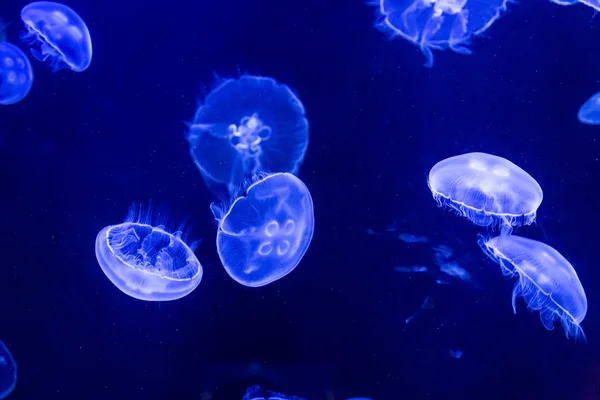 在深蓝色的海水中的水母 — 图库照片