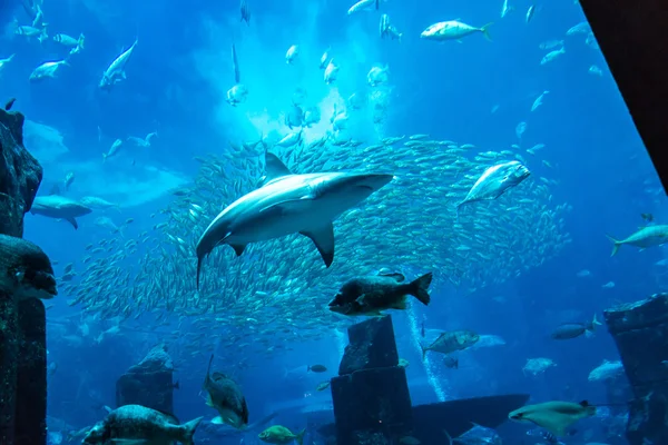 Большой аквариум в отеле Atlantis в Дубае — стоковое фото