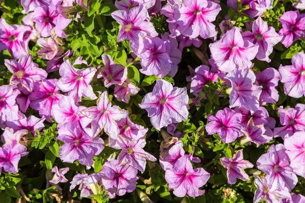 在炎热的夏天花园里的紫色矮牵牛花的背景 — 图库照片