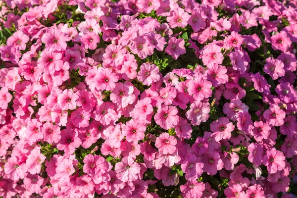 Fiori di petunia rosa — Foto Stock