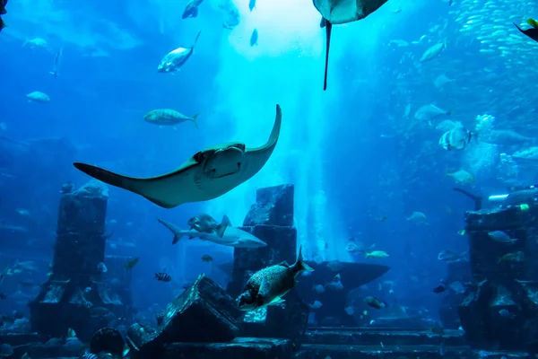 Stort akvarium i Hotel Atlantis i Dubai — Stockfoto