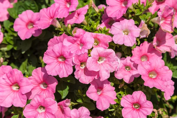 在炎热的夏天花园里的粉色矮牵牛花的背景 — 图库照片