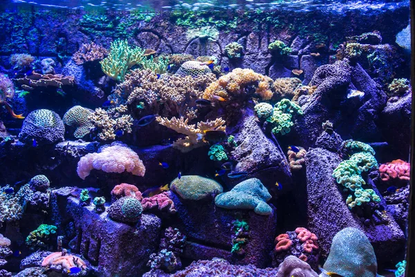 Peces tropicales en un arrecife de coral —  Fotos de Stock