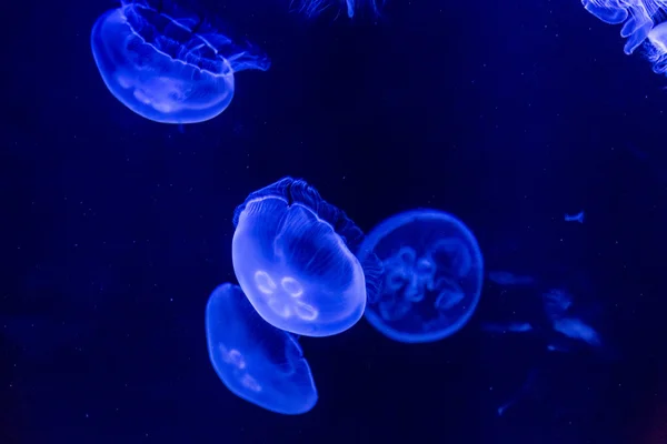 Meduse in acque blu intenso — Foto Stock