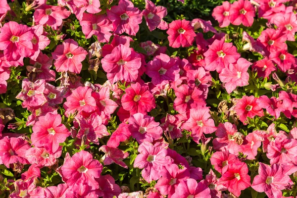 여름날에 정원에서 핑크색 피튜니아 — 스톡 사진