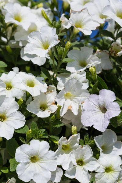 Fundo Flores Brancas Petúnias Jardim Dia Verão — Fotografia de Stock