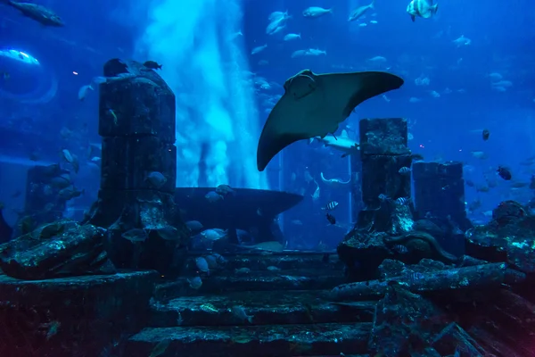 Gran acuario en el Hotel Atlantis en Dubai —  Fotos de Stock