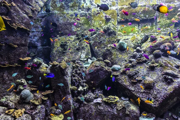 Peces tropicales en un arrecife de coral — Foto de Stock