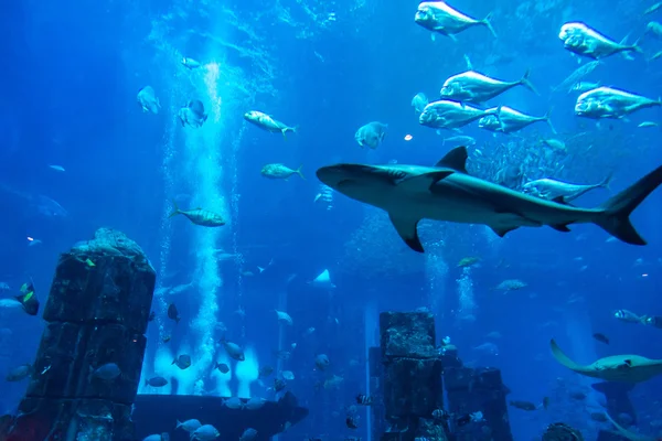 Large aquarium in Hotel Atlantis in Dubai — Stock Photo, Image