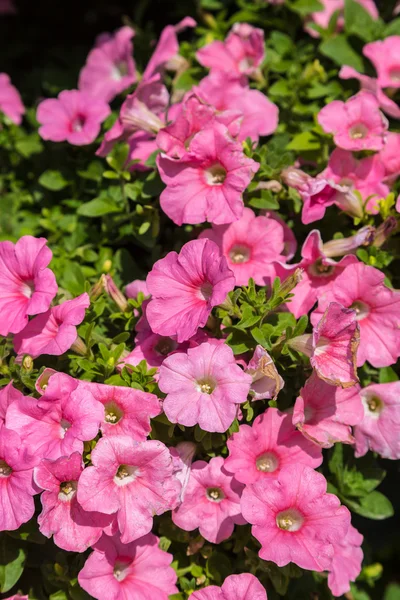 Fundo Flores Petúnia Rosa Jardim Dia Verão — Fotografia de Stock