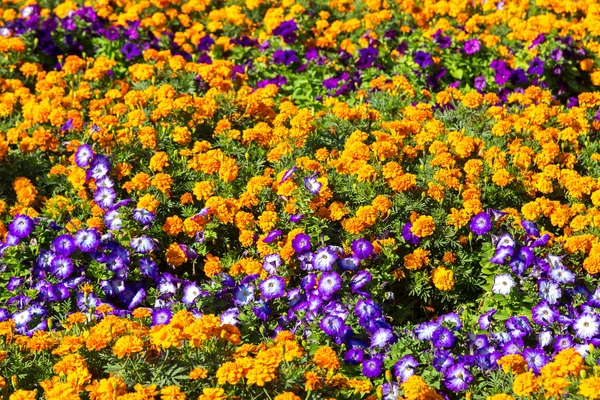 Petunienblüten im Garten — Stockfoto