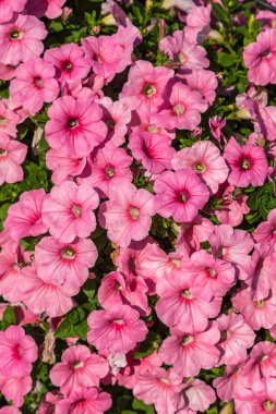 pembe Petunya çiçek