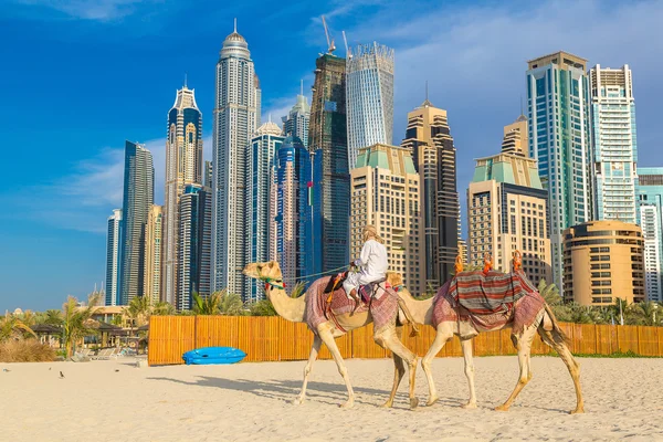 Camelos com cavaleiro andando na praia — Fotografia de Stock