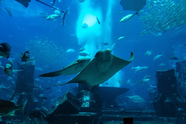 Velké akvárium v hotelu — Stock fotografie