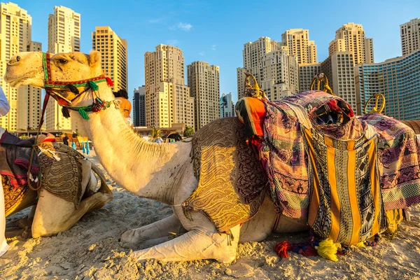 Cammello di fronte a Dubai Marina — Foto Stock