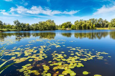 Sakin gölet ve su bitkileri