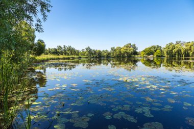 Sakin gölet ve su bitkileri