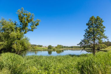 Sakin gölet ve su bitkileri
