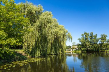 Sakin gölet ve su bitkileri