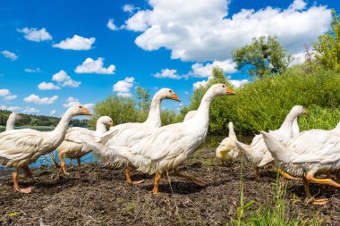 Havuzun yanındaki beyaz ördek