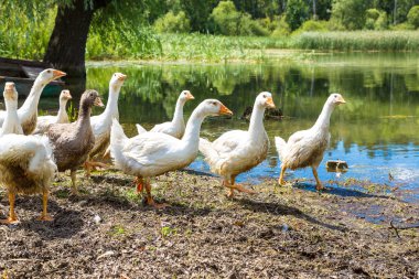 Havuzun yanındaki beyaz ördek
