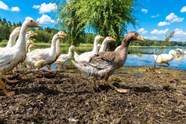 Havuzun yanındaki beyaz ördek