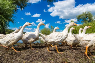 Havuzun yanındaki beyaz ördek
