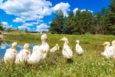 Bir gölet yakınındaki beyaz ördek yavrusu