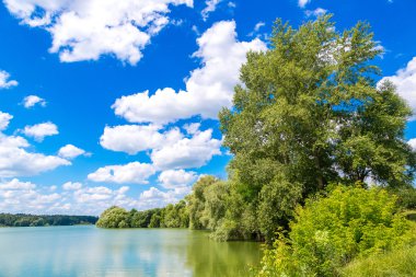 Sakin gölet ve su bitkileri