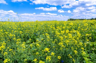 Kolza alan ve mavi gökyüzü