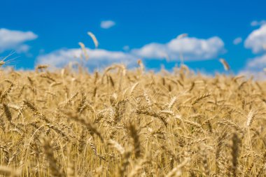 Güzel buğday tarlası