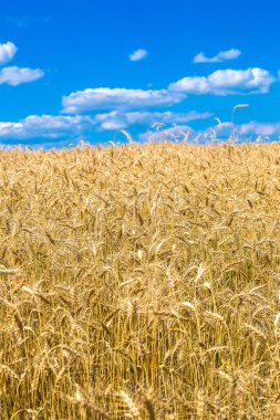 Güzel buğday tarlası