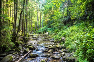 Yaremche dağın Nehri