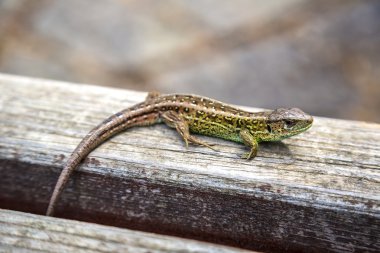 küçük kertenkele güneşin tadını çıkarma