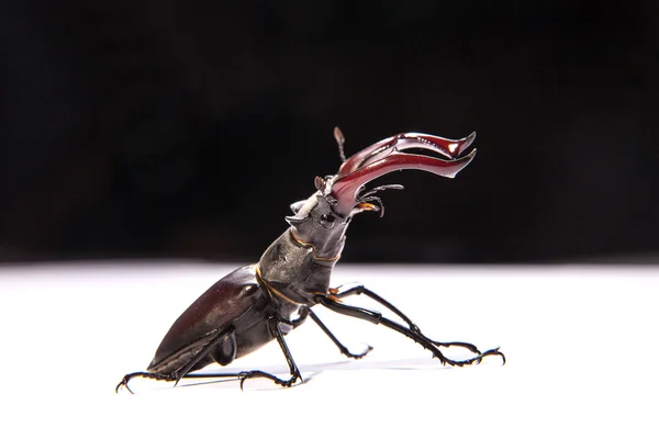 Büyük erkek geyik böceği — Stok fotoğraf