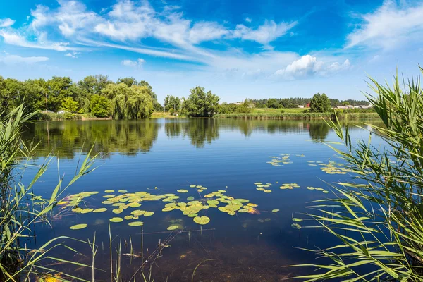 Lagoa calma e plantas de água — Fotografia de Stock