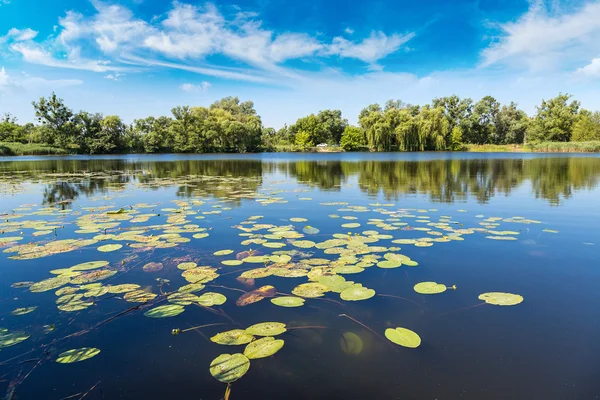 Ruhige Teich- und Wasserpflanzen — Stockfoto