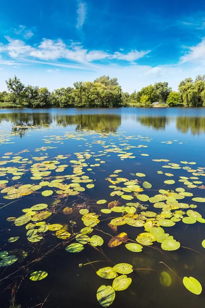 Calma stagno e piante acquatiche — Foto Stock