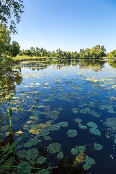 Спокійний ставок і водні рослини — стокове фото