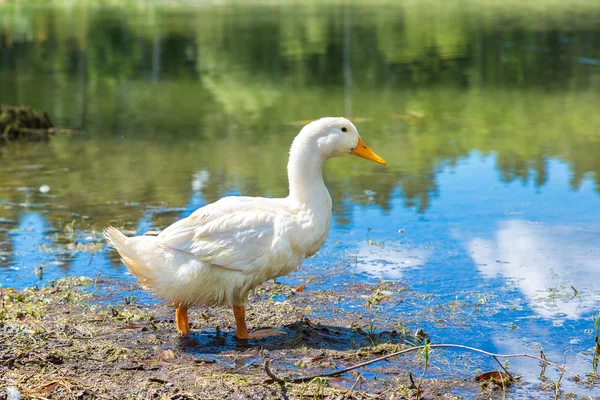 Weiße Enten neben dem Teich — Stockfoto