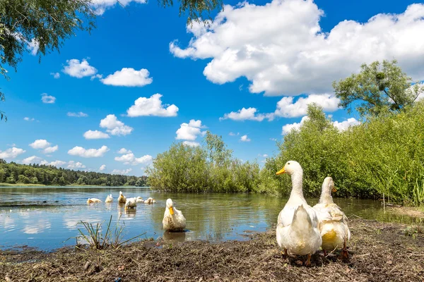 Havuzun yanındaki beyaz ördek