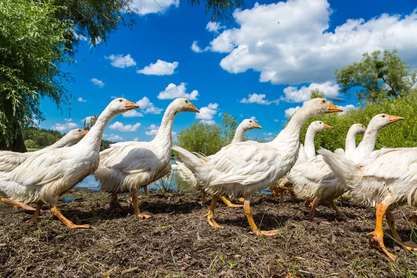 Havuzun yanındaki beyaz ördek
