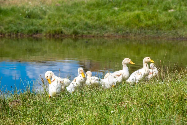 Weiße Entchen in der Nähe eines Teiches — Stockfoto